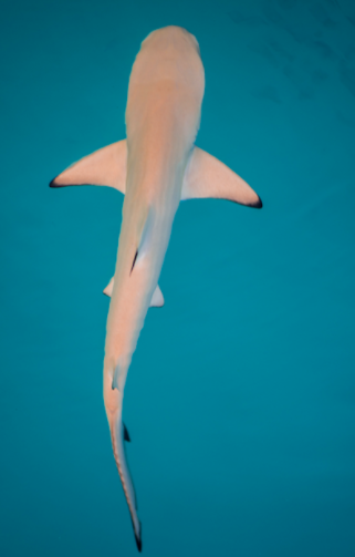 Aerial Photo of shark by Ali Abdul Rahman on Unsplash | swimming with sharks | Snag-A-Slip