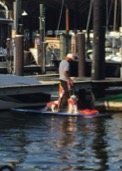 Dogs paddle-boarding at South Annapolis Yacht Center 