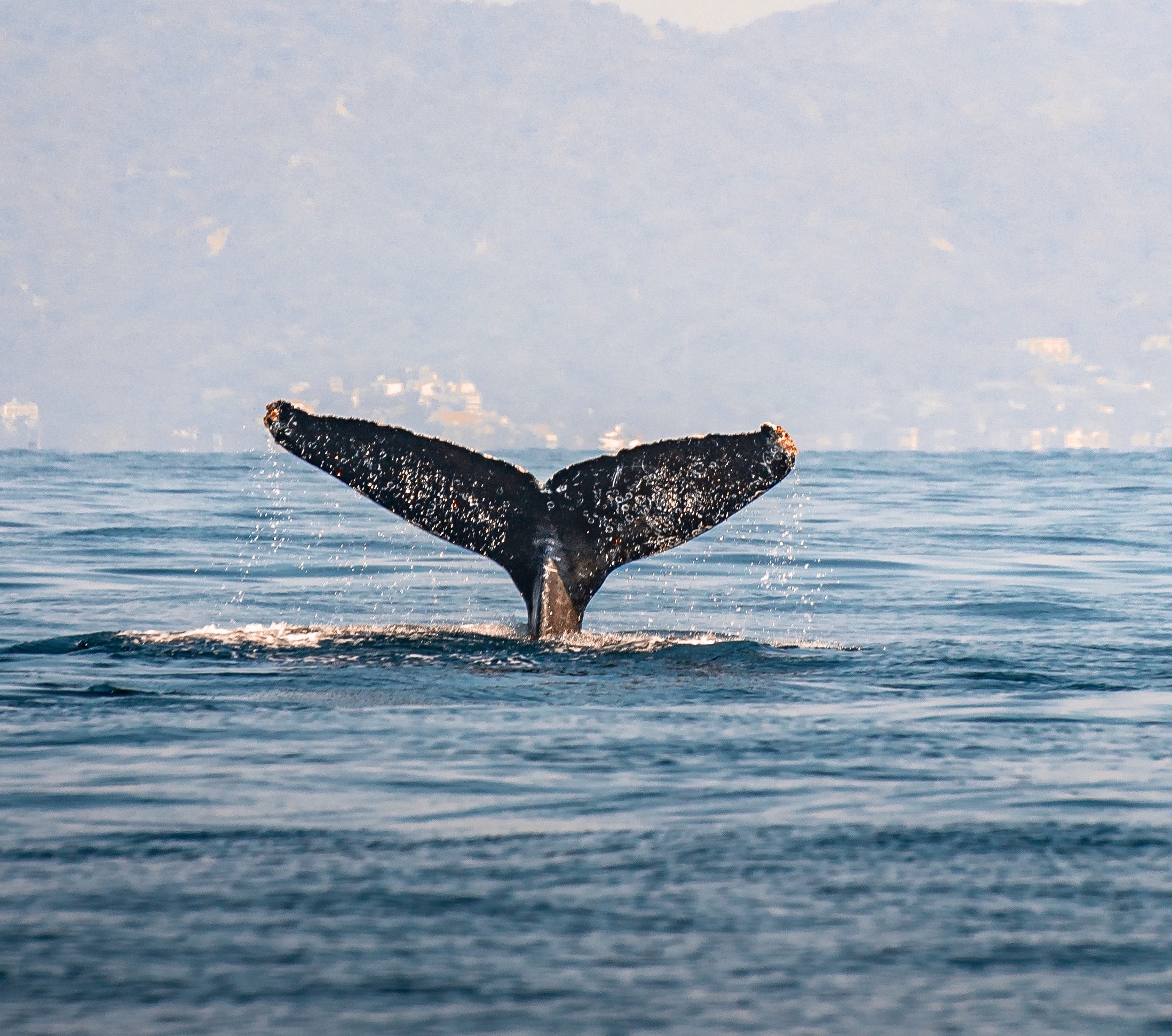 Humpback Whale Tail by Arusfly on Unsplash | Saint John, New Brunswick | Snag-A-Slip