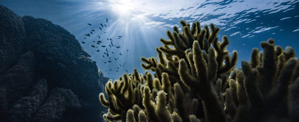 Corals by Marek Okon vis Unsplash | John Pennekamp Coral Reef State Park | Snag-A-Slip